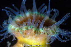 All a Glow! The luminescence of a Cup Coral! With darknes... by Marc Damant 